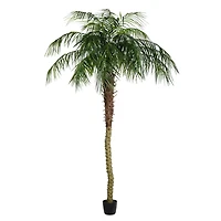 8ft. Potted Phoenix Palm Tree