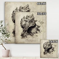 Designart - Sea Shell Old Style Sketch I