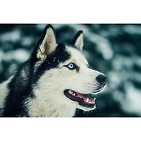 Wizardi Northern Friend Diamond Painting Kit