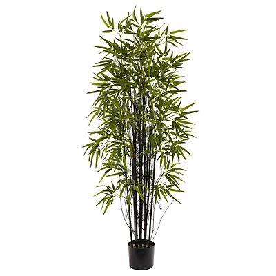 5ft. Potted Black Bamboo Tree