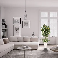 6ft. Artificial Lemon Tree in White Decorative Pot