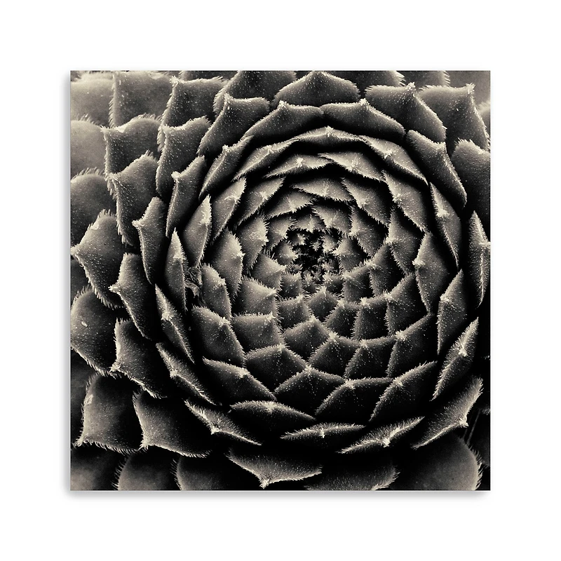 Lumaprints Succulent Giclée Canvas