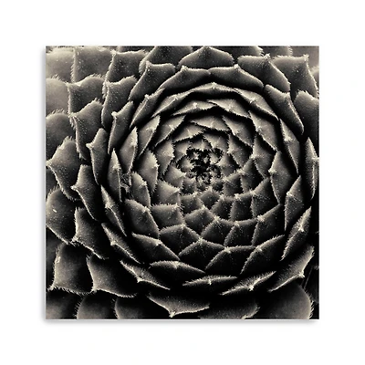 Lumaprints Succulent Giclée Canvas
