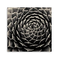 Lumaprints Succulent Giclée Canvas
