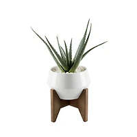 Flora Bunda® 20" Aloe In 8.5" Geo Ceramic Pot On Wood Stand