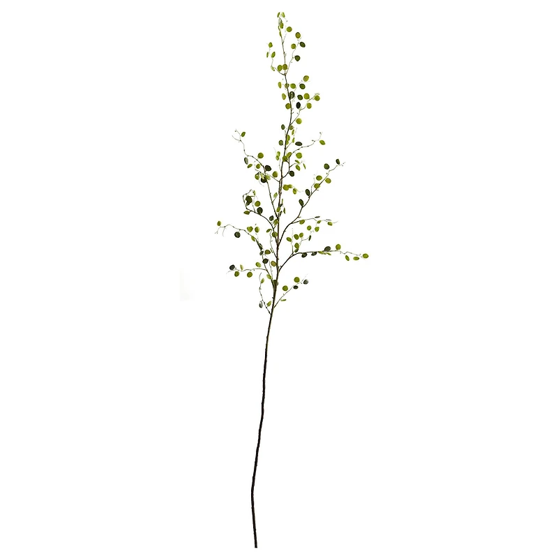 Green Night Willow Stem, 6ct.