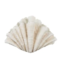 23" Cream Shell Textured Sculpture