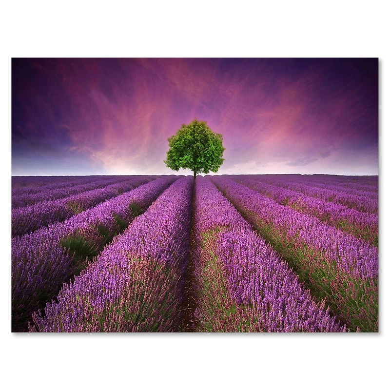 Designart - Stunning Lavender Field Summer Sunset With Tree