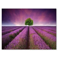 Designart - Stunning Lavender Field Summer Sunset With Tree