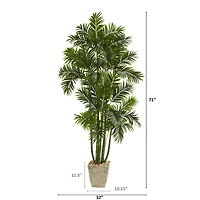 6ft. Areca Palm Tree in Country White Planter