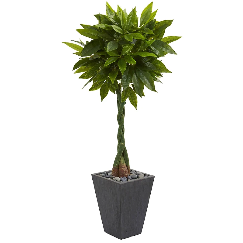 5ft. Money Tree in Slate Planter