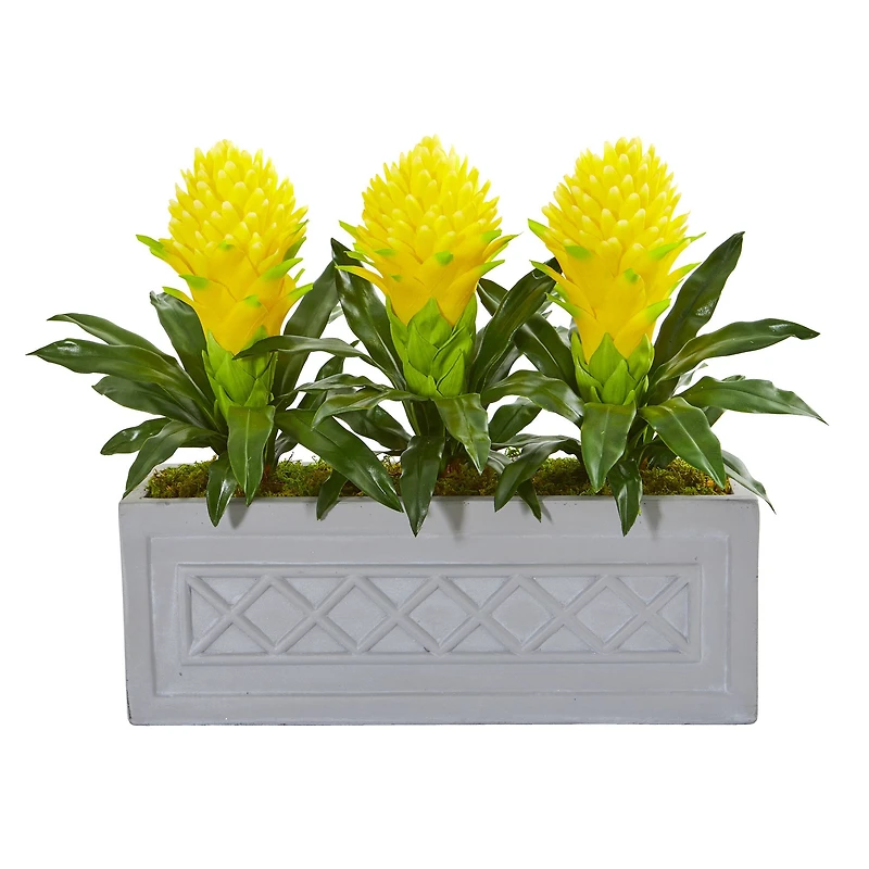 20" Bromeliad Plant in Stone Planter