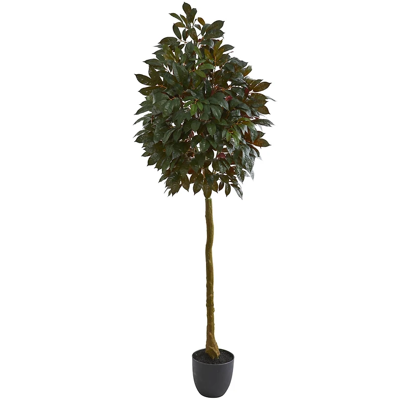 6ft. Potted Capensia Ficus Tree