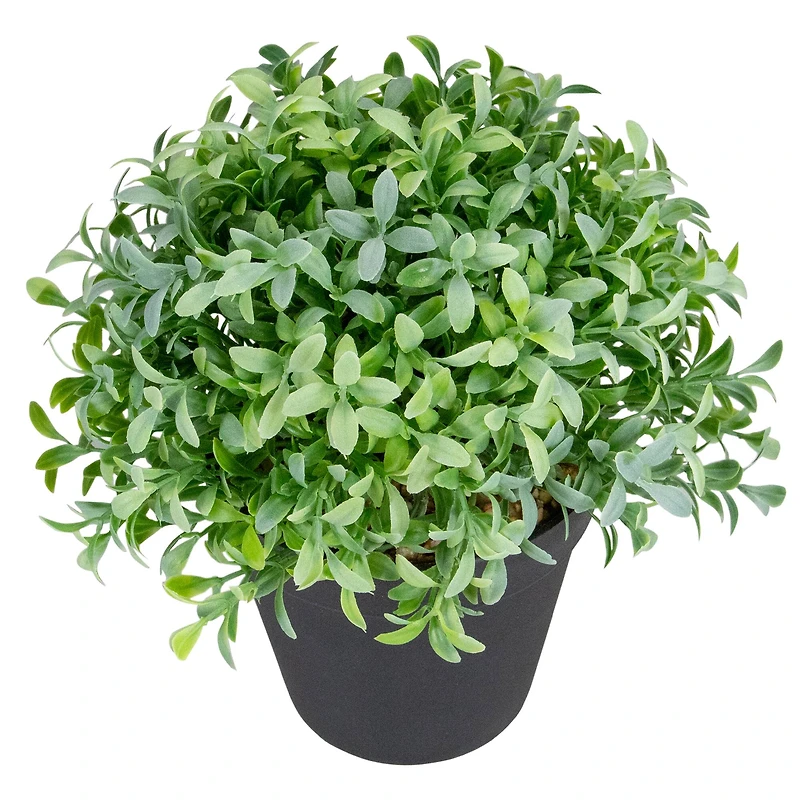 7.5" Potted Green Boxwood Plant