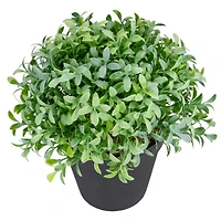7.5" Potted Green Boxwood Plant