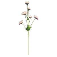 32" Ranunculus Stem with Leaves by Ashland