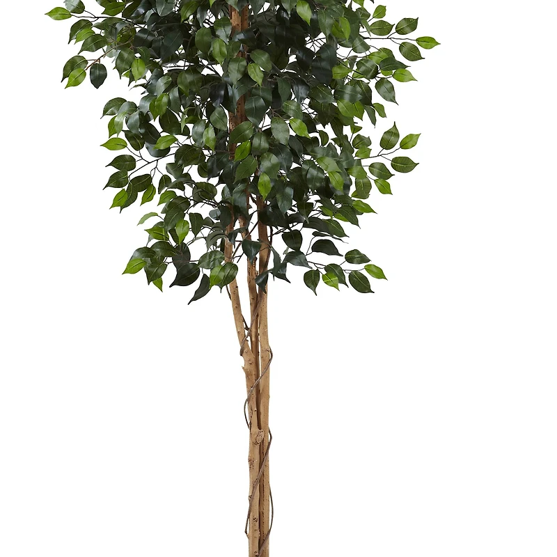 8ft. Potted Ficus Tree