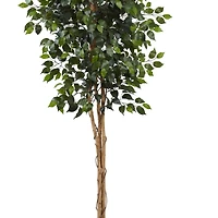 8ft. Potted Ficus Tree