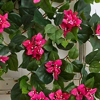 3ft. Bougainvillea Hanging Plant Set