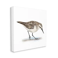 Stupell Industries Charming Sandpiper on Soft Sand Brown Nautical Bird Canvas Wall Art