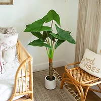 4.5ft. Arrowhead Philodendron in White Decorative Planter