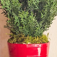 2ft. Mini Cedar Pine Tree in Red Cylinder Planter