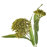 Green Queen Anne's Lace Stem by Ashland®