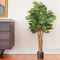 4ft. Potted Fiddle Leaf Fig Tree