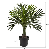 15.5" Potted Mini Areca Palm Plant