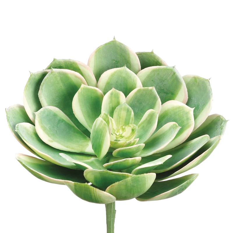 12 Pack: Soft Touch Green, White & Pink Echeveria Pick
