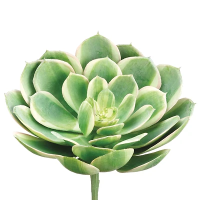12 Pack: Soft Touch Green, White & Pink Echeveria Pick