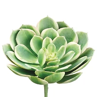 12 Pack: Soft Touch Green, White & Pink Echeveria Pick
