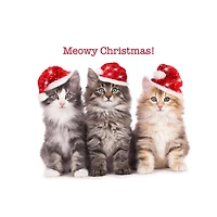 JAM Paper Season's Greetings Holiday Cat Assortment Cards Set, 25ct.
