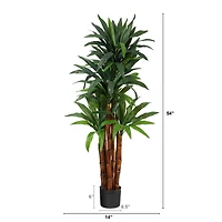 4.5ft. Potted Dragon Tree with Natural Trunk