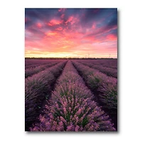 Designart - Sunrise & Dramatic Clouds Over Lavender Field XIV