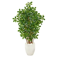4.5ft. Black Olive Tree in White Planter