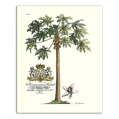 Vintage Botanical Print 16" x 20" Canvas Wall Art