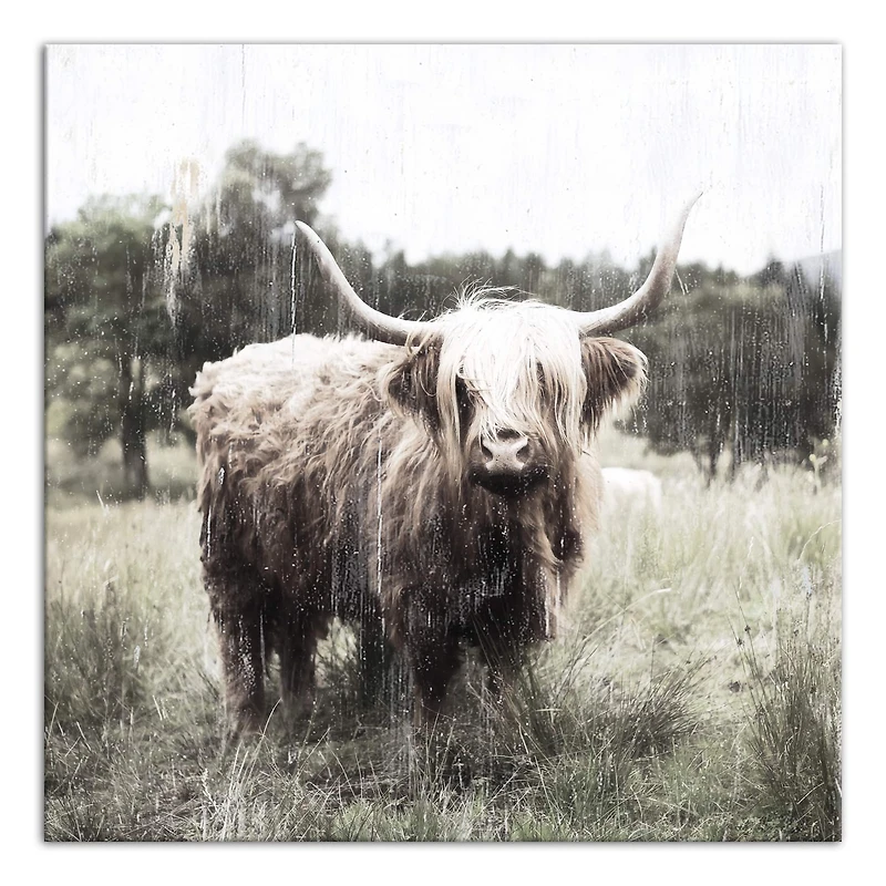 Shaggy Cow 24" x 24" Canvas Wall Art