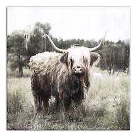Shaggy Cow 24" x 24" Canvas Wall Art