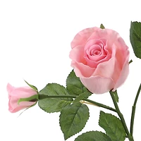 6 Pack: Blush Rose Spray by Ashland®