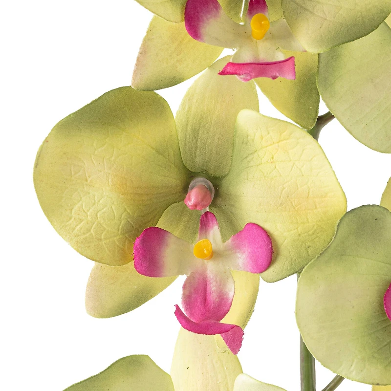 12 Pack: Green & Pink Orchid Spray by Ashland®