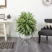 4ft. Silver Queen Plant in White Planter with Metal Stand