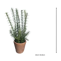 19" Rosemary in Terra Cotta Pot by Ashland®