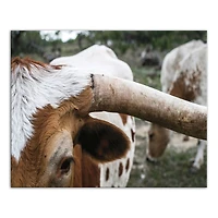 Close Up Highland 20" x 16" Canvas Wall Art