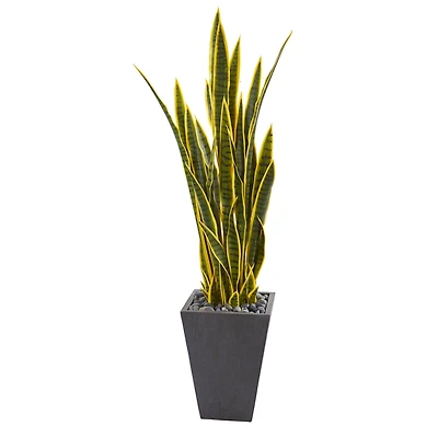 4.5ft. Snake Plant in Slate Planter