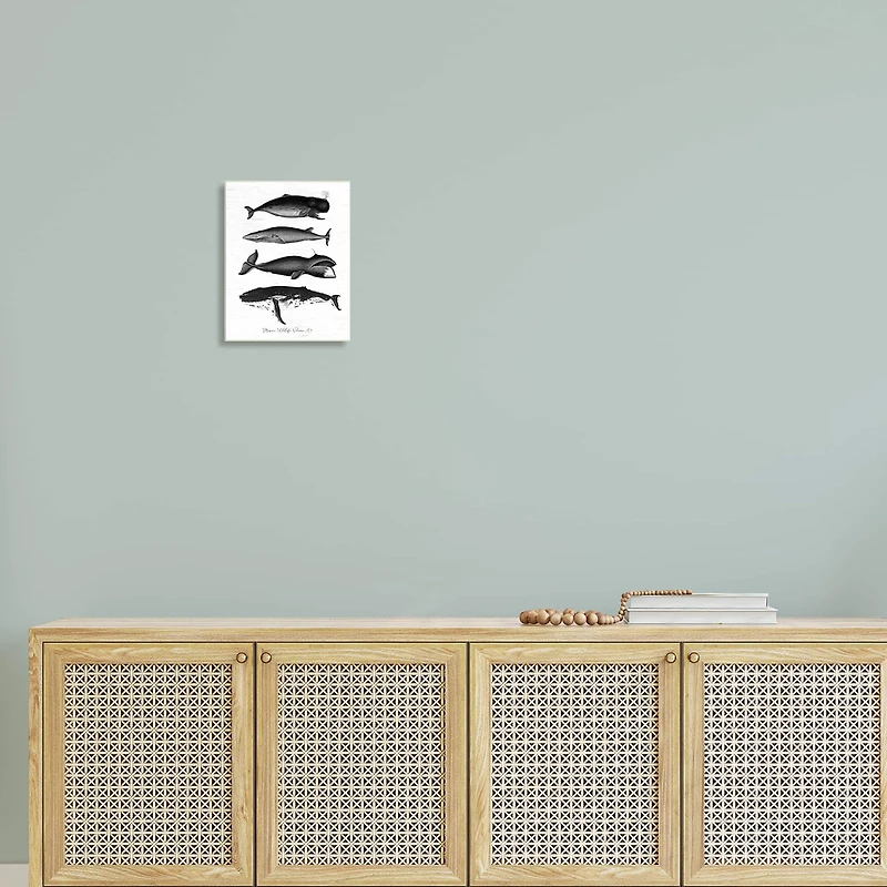 Stupell Industries Marine Wildlife Whales Drawings Diagram Wall Plaque Art