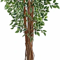 5.8ft. Potted Variegated Ficus Tree