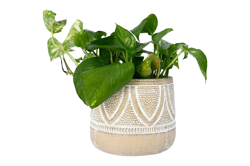 Hello Honey® 6" Whitewash Finish Embossed Terra Cotta Planter