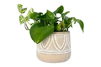 Hello Honey® 6" Whitewash Finish Embossed Terra Cotta Planter