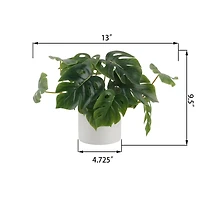 Flora Bunda® 13" Trailing Split Leaf Philodendron in White Ceramic Pot
